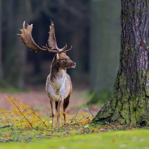 Close Foto Van Majestueus Hert Tijdens Sleur Damherten Dama Dama — Stockfoto