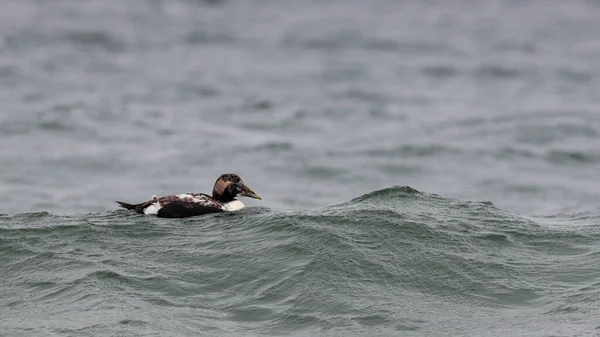 在北海的鸭子 特写照片 在狂风暴雨中漂泊 常见节肢动物 Somateria Mollisima — 图库照片