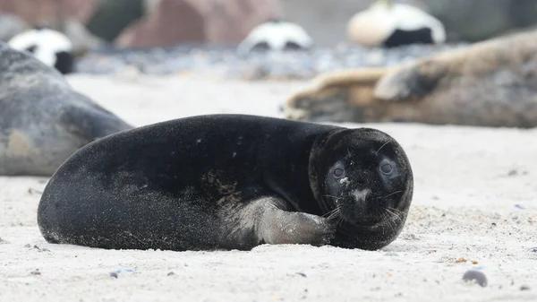 Atlantic Seal Halichoerus Grypus Atlantica Meaning Hooked Nosed Sea Pig — Stock Photo, Image
