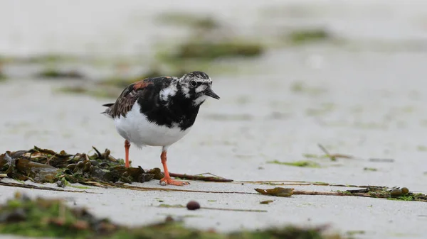 Portret Bliska Pięknego Brodzika Wybrzeżu Morza Północnego Ruddy Turnstone Arenaria — Zdjęcie stockowe