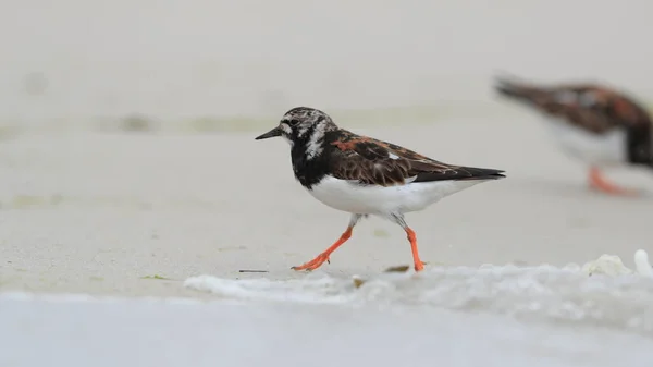 Retrato Close Belo Wader Colorido Costa Mar Norte Ruddy Turnstone — Fotografia de Stock