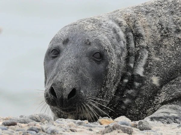 大西洋海豹 Halichoerus Grypus Atlantica 意思是 钩鼻海猪 也被拼写为灰印章或马头印章 北大西洋之春 — 图库照片