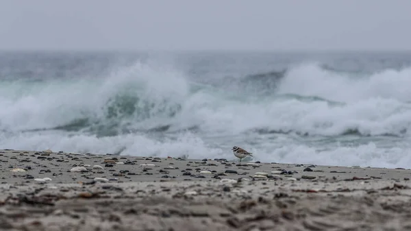 Foto Temperamental Uma Roça Costa Tempestuoso Mar Norte Plover Asa — Fotografia de Stock