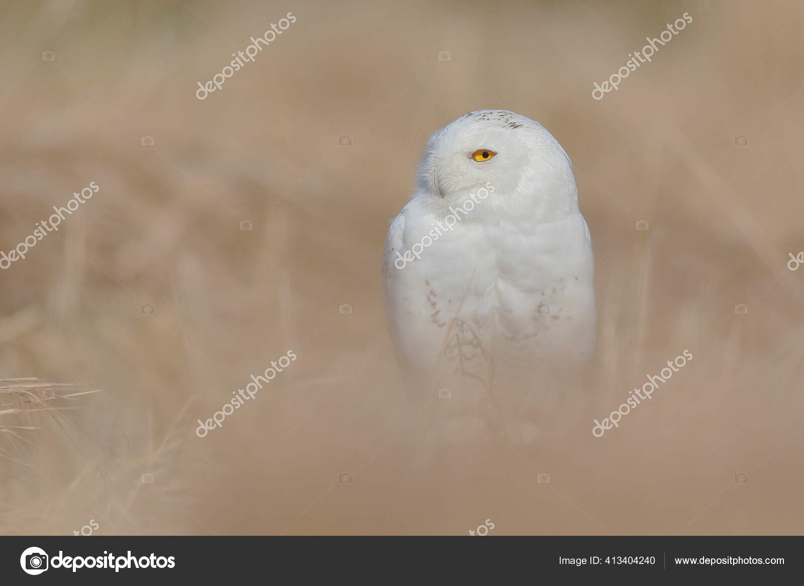 Retrato Cerca Gran Búho Blanco Fuerte Con Enormes Ojos Amarillos — Foto de  stock #413404240 © DanielDunca, image size:1600x1167