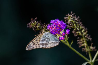 Çiçekli yaz leylağı (kelebek çalısı) üzerindeki gümüş renginde saçak. Argynnis paphia.