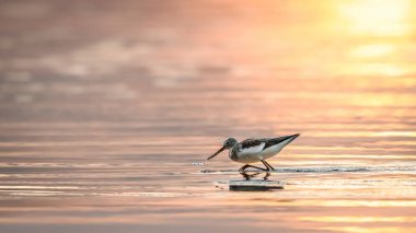 İyi akşamlar. Gün batımından önce küçük bir balıkçı teknesi. Yaygın Greenshank, Tringa nebularia.