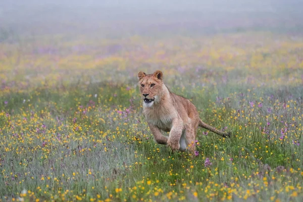 Close-up portrait of a lioness running  in a foggy morning through a savanna full of colorful flowers directly to the camera. Impressionistic scene of the top predator in a nature Lion, Panthera leo.