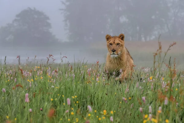 Close-up portrait of a lioness running  in a foggy morning through a savanna full of colorful flowers directly to the camera. Impressionistic scene of the top predator in a nature Lion, Panthera leo.