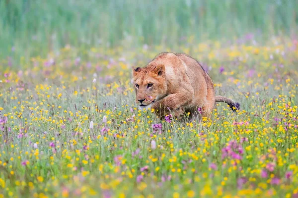 Close-up portrait of a lioness running  in a foggy morning through a savanna full of colorful flowers directly to the camera. Impressionistic scene of the top predator in a nature Lion, Panthera leo.