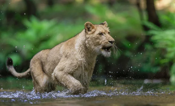 Retrato Perto Uma Leoa Perseguindo Uma Presa Riacho Melhor Predador — Fotografia de Stock