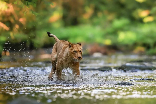 개울에서 먹이를 사자의 환경에서의 최고의 포식자 Panthera Leo — 스톡 사진