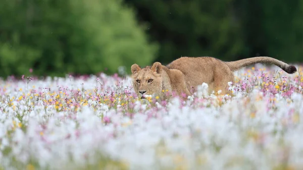 Close-up portrait of a lioness running  across a meadow full of white and colorful flowers directly to the camera. Impressionistic scene of the top predator in a nature. Lion, Panthera leo.