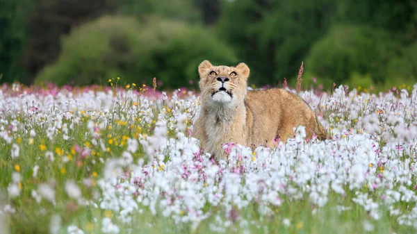 Close-up portrait of a lioness running  across a meadow full of white and colorful flowers directly to the camera. Impressionistic scene of the top predator in a nature. Lion, Panthera leo.
