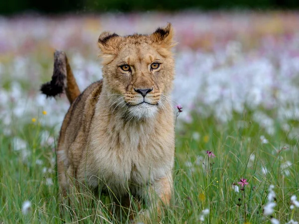 Close-up portrait of a lioness running  across a meadow full of white and colorful flowers directly to the camera. Impressionistic scene of the top predator in a nature. Lion, Panthera leo.