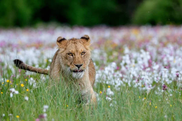 一只母狮在草地上奔跑的特写镜头 布满了五彩斑斓的白花 直奔镜头 自然界中顶级掠食者的印象主义场景 狮子座 — 图库照片