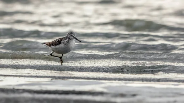 Evening mood. A small wader in the evening hunt before sunset. Common Greenshank, Tringa nebularia.