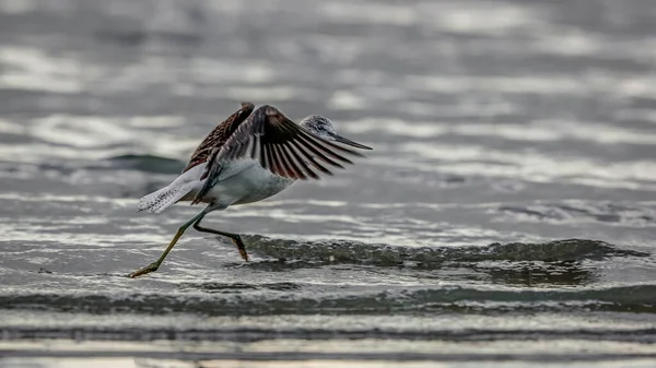 Małe Brodziki Lądujące Powierzchni Jeziora Silnym Podświetleniu Zielony Trzpień Tringa — Zdjęcie stockowe