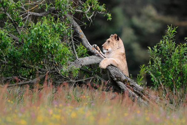 Zbliżenie Portret Lwicy Słonecznej Sawannie Największy Drapieżnik Naturalnym Środowisku Lew — Zdjęcie stockowe