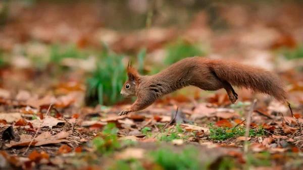 Close Portrait Red Squirrel Natural Environment Eurasian Red Squirrel Sciurus — Stock Photo, Image