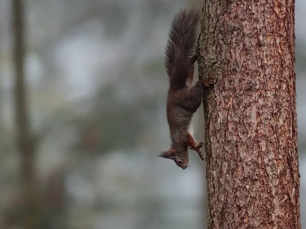 Zbliżenie Portret Czerwonej Wiewiórki Środowisku Naturalnym Eurazjatycka Czerwona Wiewiórka Sciurus — Zdjęcie stockowe