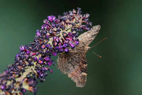 Atypical close-up photo of the peacock butterfly on flowering summer lilac (butterfly bush). Detail of the structure of the face. European peacock, Inachis io, Buddleja davidii.