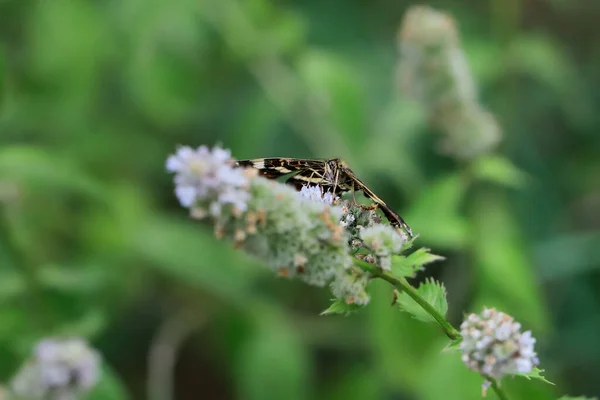 自然環境の中で地図蝶 夏黒と白の変種 アラスチナ レヴァナ教授 — ストック写真