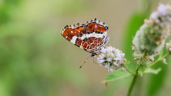 自然環境の中で地図蝶 夏黒と白の変種 アラスチナ レヴァナ教授 — ストック写真