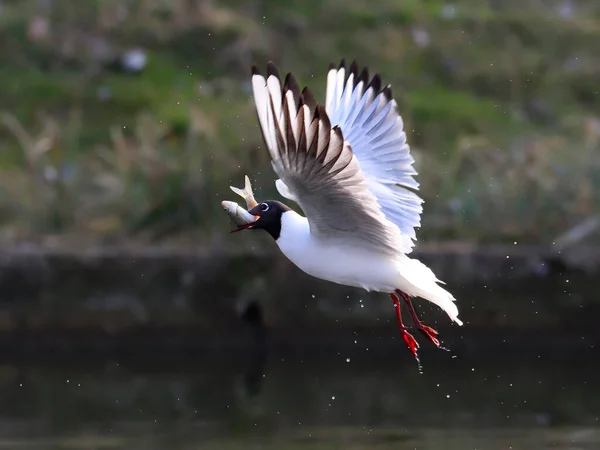 Photo Gros Plan Une Mouette Volant Avec Poisson Dans Bec — Photo