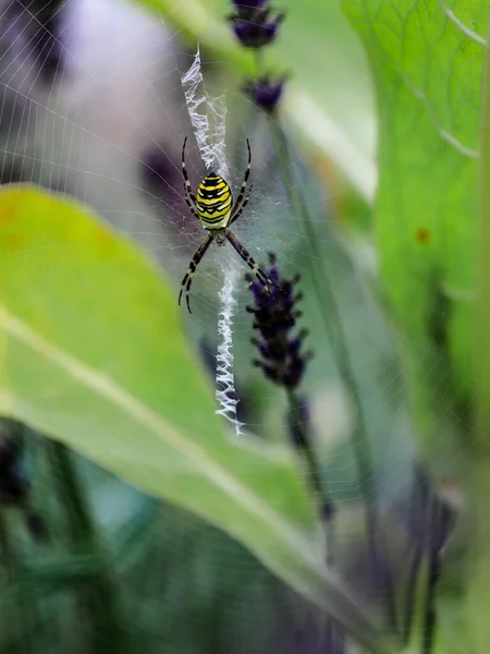 Een Vrouwtje Van Wespenspin Een Natuurlijke Omgeving Tsjechië Zomer 2019 — Stockfoto