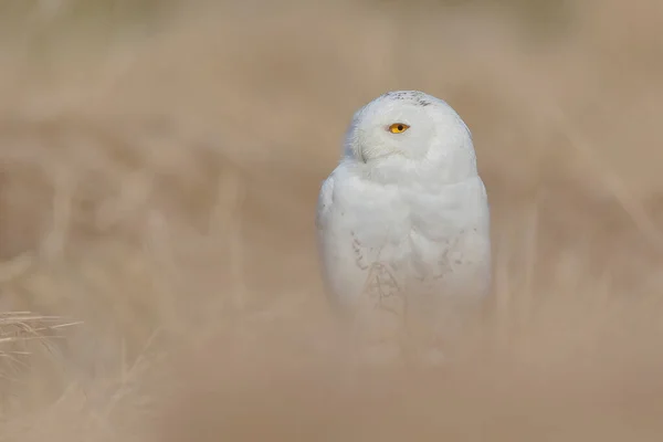 巨大な黄色の目を持つ偉大な強力な白いフクロウのクローズアップ肖像画 雪フクロウ ボボスカンディアクス — ストック写真