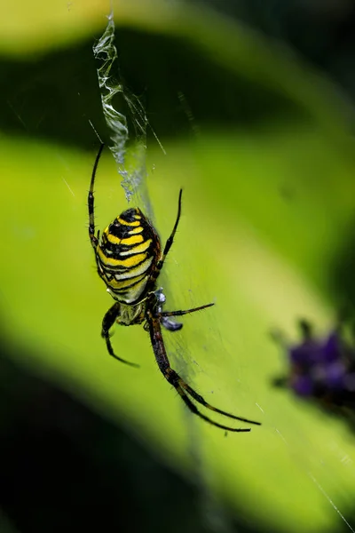 Une Femelle Wasp Spider Milieu Naturel République Tchèque Été 2019 — Photo