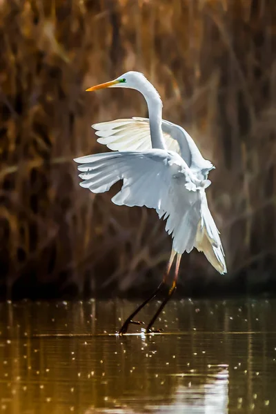 Elegant White Heron Landing Lake Neutral Background Great Egret Casmerodius — Stock Photo, Image