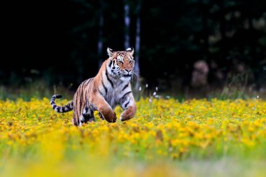 Dünyanın en büyük kedisi, Sibirya kaplanı, Panthera Tigris Altaica, sarı çiçeklerle dolu bir çayır boyunca kameraya doğru koşuyor. Doğanın en iyi yırtıcısının empresyonist sahnesi..