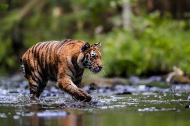 Dünyanın en büyük kedisi, Sibirya kaplanı, yeşil bir ormanın ortasında bir derede avlanır. Doğal ortamdaki en yırtıcı hayvan. Panthera Tigris Altaica.