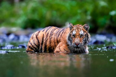 Dünyanın en büyük kedisi, Sibirya kaplanı, yeşil bir ormanın ortasında bir derede avlanır. Doğal ortamdaki en yırtıcı hayvan. Panthera Tigris Altaica.
