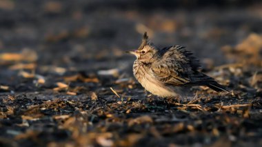 Doğal ortamdaki ötücü kuşun yakın plan portresi. Tarlakuşu, Galerida Cristata. Çek Cumhuriyeti.