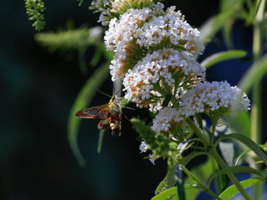 Geniş kenarlı arı şahin güvesi, çiçek açan yaz leylağı (kelebek çalısı) etrafında uçar. Sinek kuşu ya da yaban arısına benziyor. Hemaris fuciforis.
