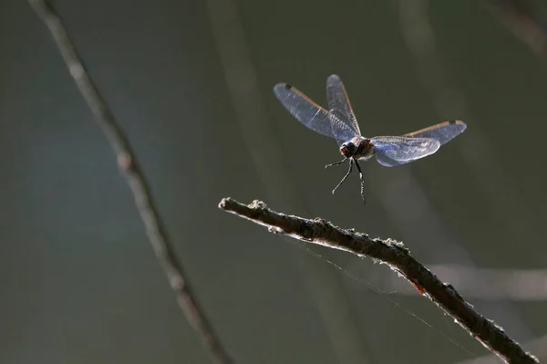 Closeup Photo Dragonfly Landing Twig Transparent Shined Wings Strong Backlight — Stock Photo, Image