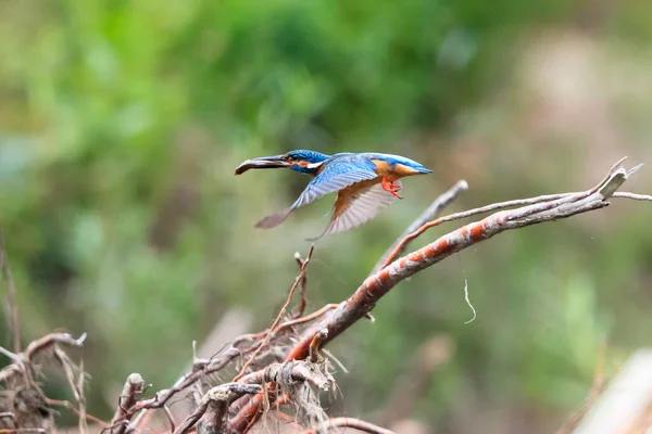 Kingfisher Fugindo Com Peixes Capturados Jóia Voadora Kingfisher Comum Alcedo — Fotografia de Stock