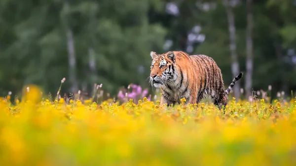 Maior Gato Mundo Tigre Siberiano Panthera Tigris Altaica Correndo Através — Fotografia de Stock