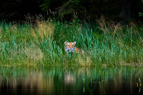 Grootste Kat Ter Wereld Siberische Tijger Jaagt Een Kreek Midden — Stockfoto