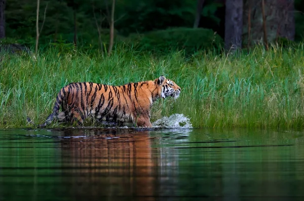 Largest Cat World Siberian Tiger Hunts Creek Green Forest Top — Stock Photo, Image