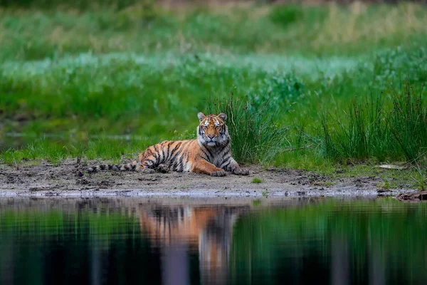 Largest Cat World Siberian Tiger Hunts Creek Green Forest Top — Stock Photo, Image