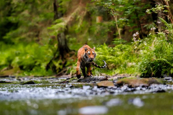 Kucing Terbesar Dunia Harimau Siberia Berburu Sungai Tengah Hutan Hijau — Stok Foto