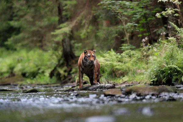 Grand Chat Monde Tigre Sibérie Chasse Dans Ruisseau Milieu Une — Photo