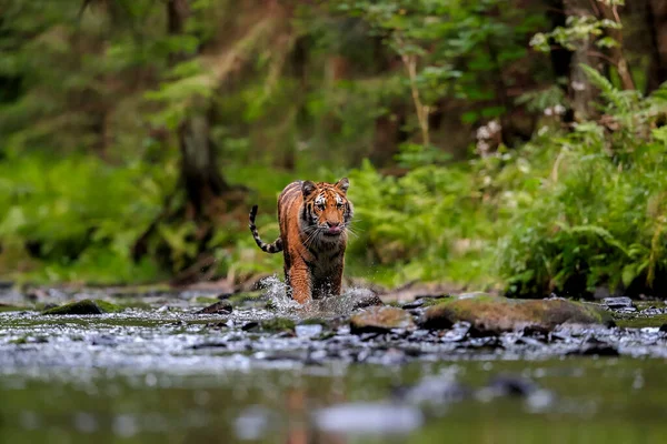 世界上最大的猫 西伯利亚虎 在一条小溪中的一片绿林中捕猎 自然环境中的顶级捕食者 Panthera Tigris Altaica — 图库照片