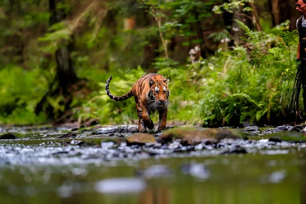 Dünyanın en büyük kedisi, Sibirya kaplanı, yeşil bir ormanın ortasında bir derede avlanır. Doğal ortamdaki en yırtıcı hayvan. Panthera Tigris Altaica.