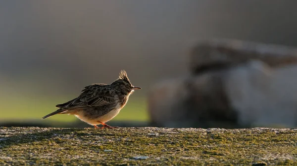 Närbild Porträtt Liten Sångfågel Naturlig Miljö Läskig Lärka Galerida Cristata — Stockfoto