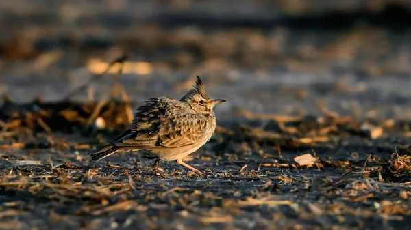 Nahaufnahme Von Kleinen Singvögeln Natürlichem Lebensraum Haubenlerche Galerida Cristata Tschechien — Stockfoto