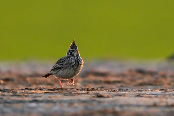 Portret Małego Ptaszka Naturalnym Środowisku Skowronek Galerida Cristata Republika Czeska — Zdjęcie stockowe